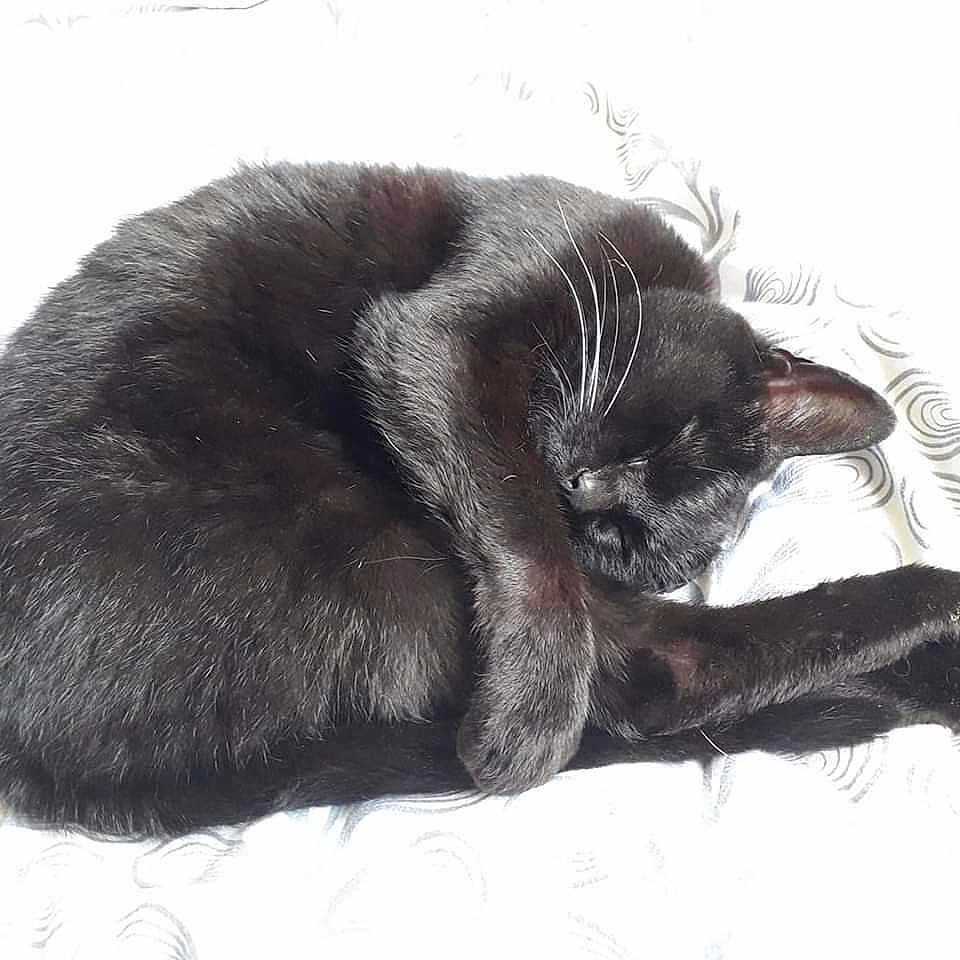 Fannie