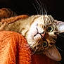 cat, tabby, close_up, orange_blanket, whiskers, curious, feline, pet, animal, indoor, cute, portrait, soft_texture, lying_down, wide_eyes, fur, ears, nose, relaxed, domestic_cat