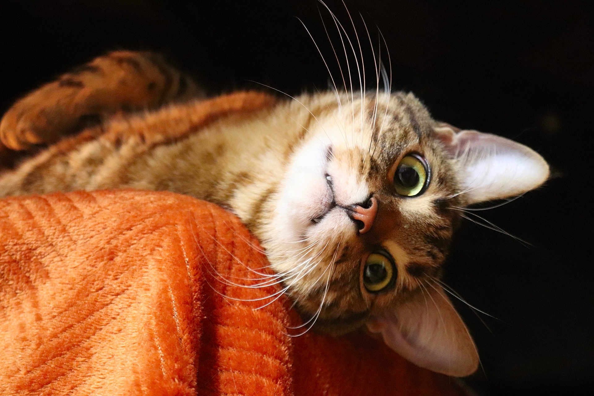 Milo participe au concours pour gagner de l'argent avec cette photo : cat, tabby, close_up, orange_blanket, whiskers, curious, feline, pet, animal, indoor, cute, portrait, soft_texture, lying_down, wide_eyes, fur, ears, nose, relaxed, domestic_cat