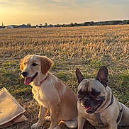 Alma a rejoint le concours — aidez-le/la à gagner de superbes lots ! dog, golden_retriever, french_bulldog, puppy, outdoor, field, sunset, picnic, blanket, bottle, jar, grass, nature, animal, pet, canine, happy, sitting, daylight, sky