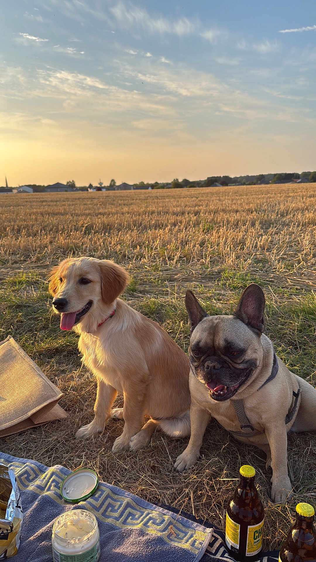 Alma a rejoint le concours — aidez-le/la à gagner de superbes lots ! dog, golden_retriever, french_bulldog, puppy, outdoor, field, sunset, picnic, blanket, bottle, jar, grass, nature, animal, pet, canine, happy, sitting, daylight, sky