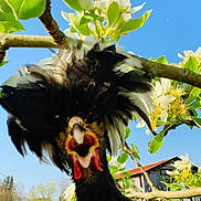 Josianne participe au concours pour gagner de l'argent avec cette photo : bird, flower, plant, spring, tree