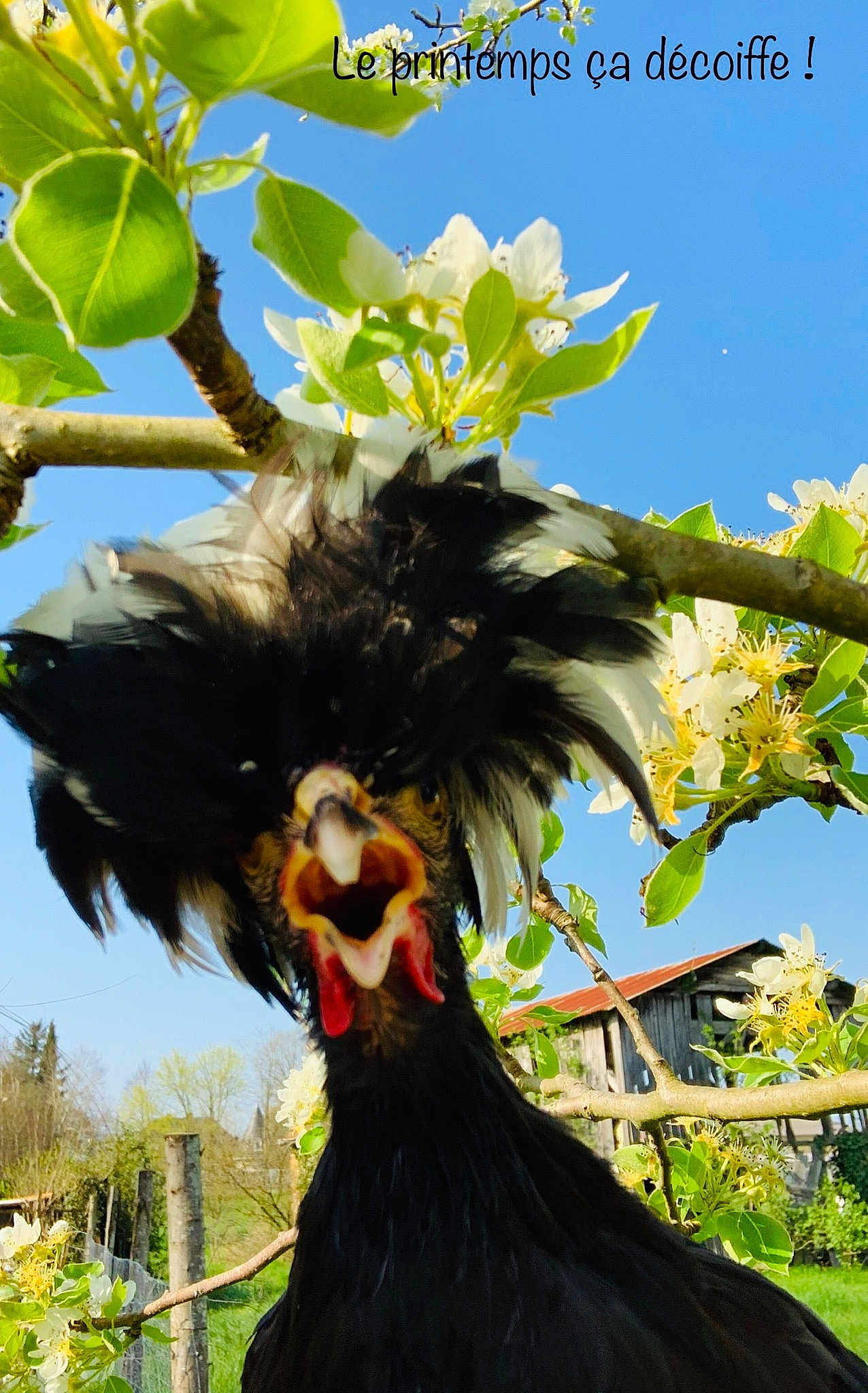 Josianne participe au concours pour gagner de l'argent avec cette photo : bird, flower, plant, spring, tree
