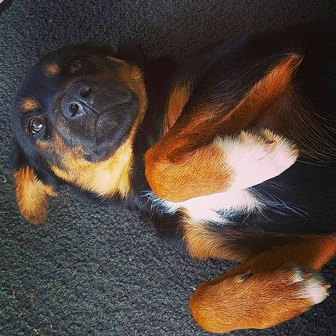 Marley participe au concours pour gagner de l'argent avec cette photo : beaglier, canidae, carnivore, companion_dog, dog, dog_breed, fawn, fur, non_sporting_group, paw, primate, puppy, snout, terrestrial_animal, working_animal, working_dog