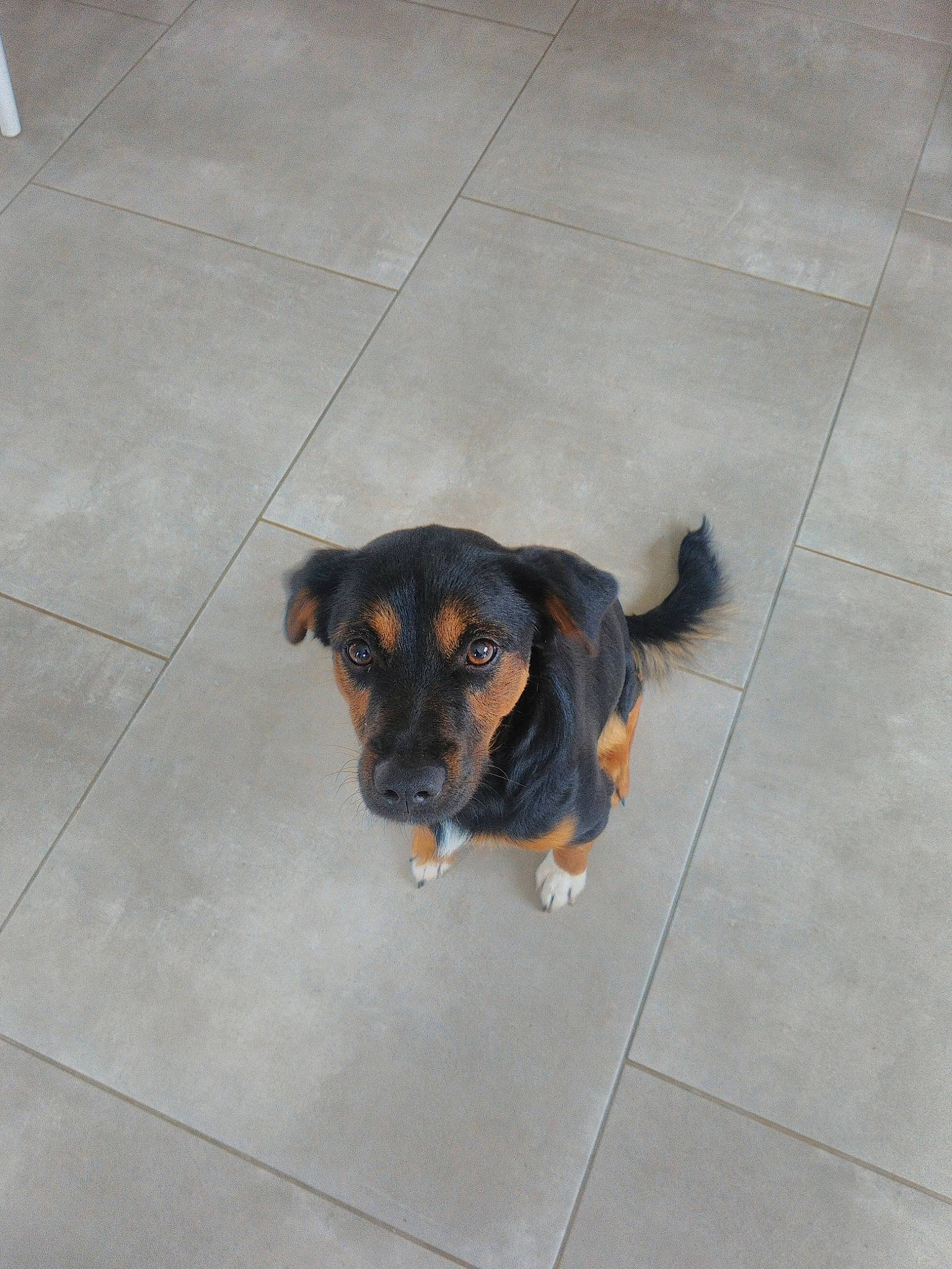 Marley participe au concours pour gagner de l'argent avec cette photo : canidae, carnivore, companion_dog, dog, dog_breed, floor, flooring, fur, huntaway, pet_supply, snout, sporting_group, tail, tile, tile_flooring, working_animal, working_dog