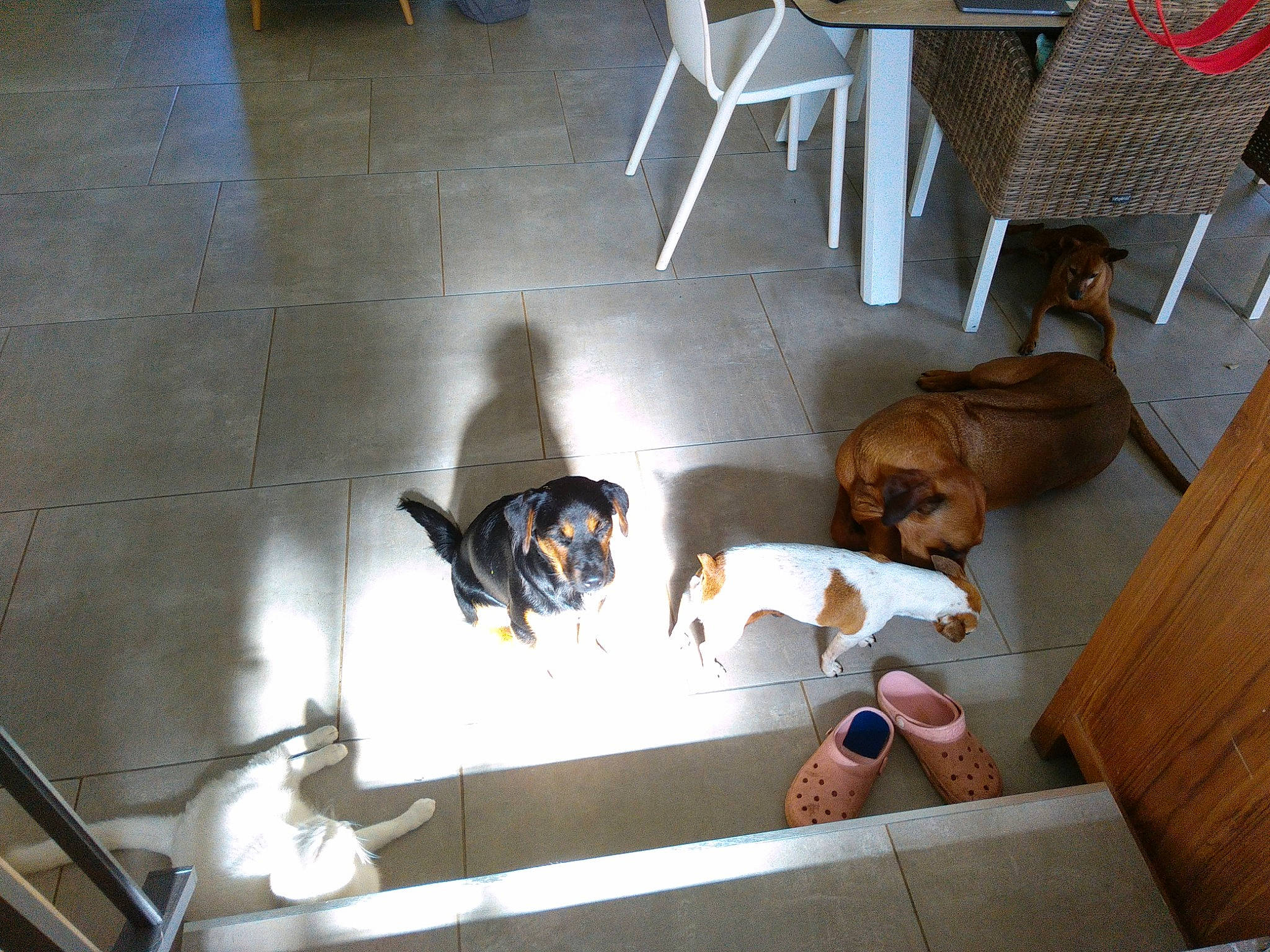 Marley participe au concours pour gagner de l'argent avec cette photo : beagle_harrier, canidae, carnivore, companion_dog, dog, dog_breed, floor, flooring, hardwood, hound, laminate_flooring, liver, plywood, scent_hound, sporting_group, tail, tile, tile_flooring, wood_flooring, working_animal