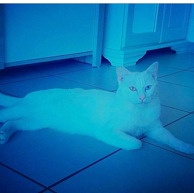 Lucky Charm a rejoint le concours — aidez-le/la à gagner de superbes lots ! blue, carnivore, cat, felidae, floor, flooring, foot, fur, small_to_medium_sized_cats, tail, turkish_angora, vertebrate, whiskers