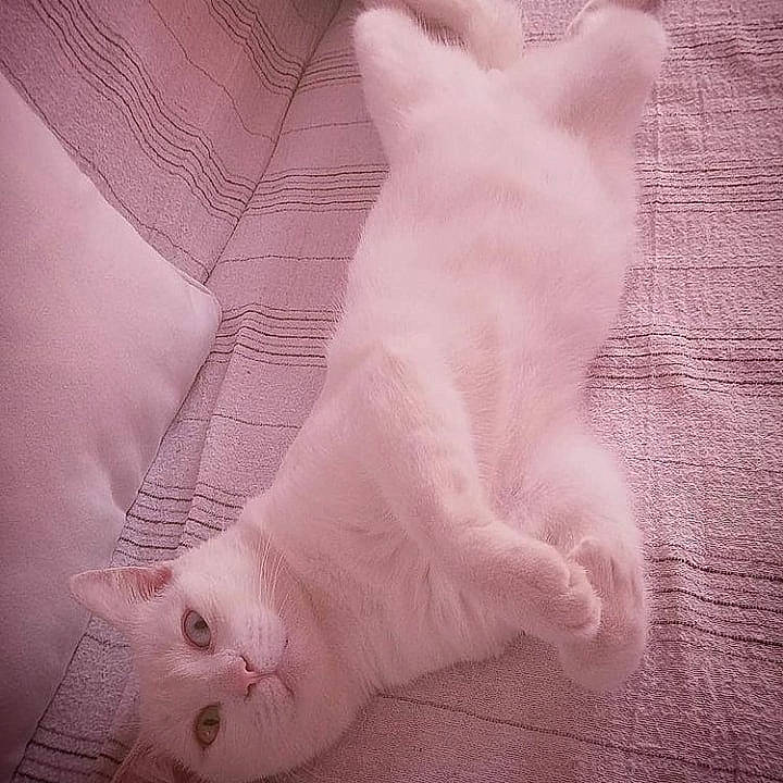 Lucky Charm participe au concours pour gagner de l'argent avec cette photo : carnivore, cat, claw, fawn, felidae, fur, khao_manee, paw, pink, skin, small_to_medium_sized_cats, snout, tail, turkish_angora, whiskers