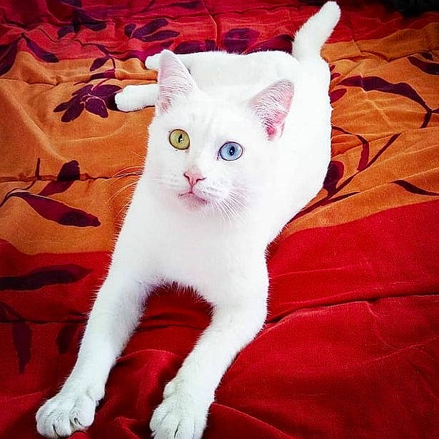 Lucky Charm participe au concours pour gagner de l'argent avec cette photo : carnivore, cat, felidae, fur, linens, paw, small_to_medium_sized_cats, snout, tail, terrestrial_animal, vertebrate, whiskers