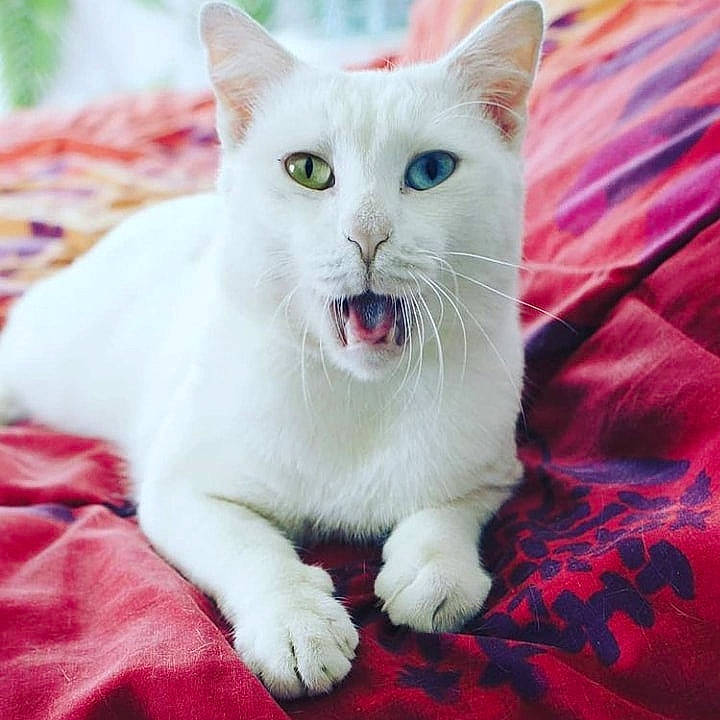 Lucky Charm a rejoint le concours — aidez-le/la à gagner de superbes lots ! carnivore, cat, claw, facial_expression, fang, felidae, fur, linens, paw, pink, small_to_medium_sized_cats, snout, terrestrial_animal, tongue, tooth, vertebrate, whiskers, yawn