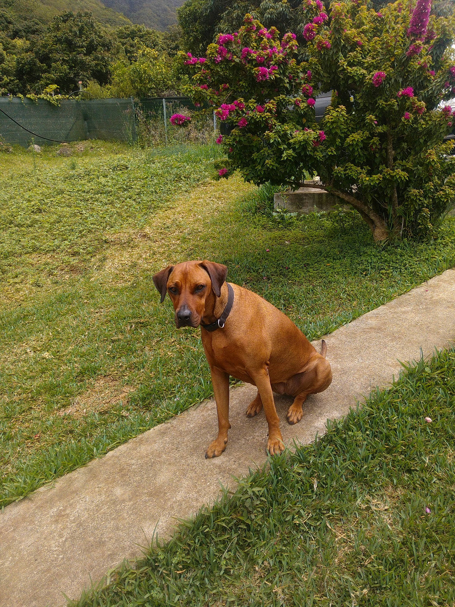 Ouna a rejoint le concours — aidez-le/la à gagner de superbes lots ! canidae, carnivore, collar, companion_dog, dog, dog_breed, dog_collar, dog_supply, fawn, garden, groundcover, guard_dog, liver, mammal, rhodesian_ridgeback, shrub, snout, sporting_group, working_animal, working_dog