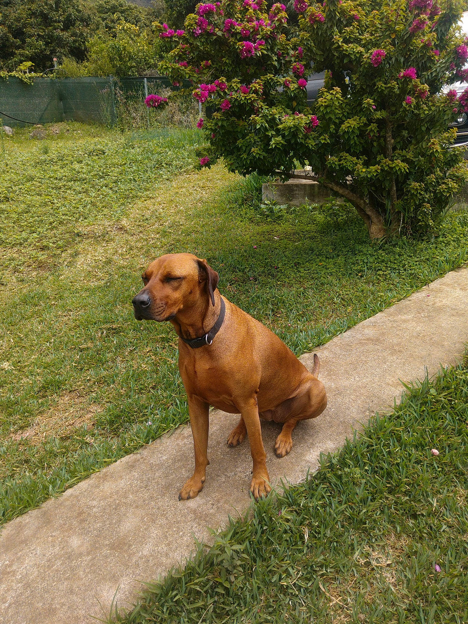 Ouna participe au concours pour gagner de l'argent avec cette photo : backyard, canidae, carnivore, collar, companion_dog, dog, dog_breed, dog_collar, fawn, garden, guard_dog, lawn, liver, molosser, shrub, snout, sporting_group, working_animal, working_dog, yard