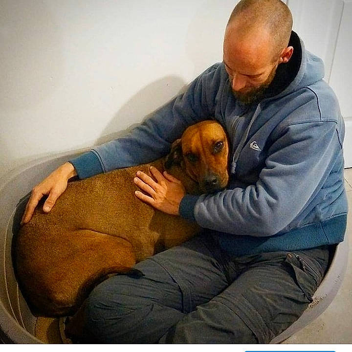 Ouna participe au concours pour gagner de l'argent avec cette photo : buzz_cut, canidae, carnivore, comfort, companion_dog, dog, dog_breed, hound, liver, mammal, sharing, sitting, snout, sporting_group, working_animal, working_dog