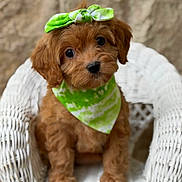 Bella joined the competition — help win amazing prizes! puppy, dog, brown, bandana, bow, cute, wicker_chair, pet, portrait, sitting, fluffy, fur, animal, indoor, closeup, adorable, green, eyes, young, small