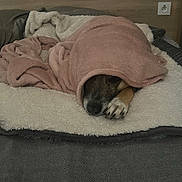 Yuna a rejoint le concours — aidez-le/la à gagner de superbes lots ! animal, bed, bedroom, blanket, canine, couch, dog, furniture, homedecor, hound, indoors, interiordesign, linen, person, pet, puppy, quilt, room, sleeping, towel