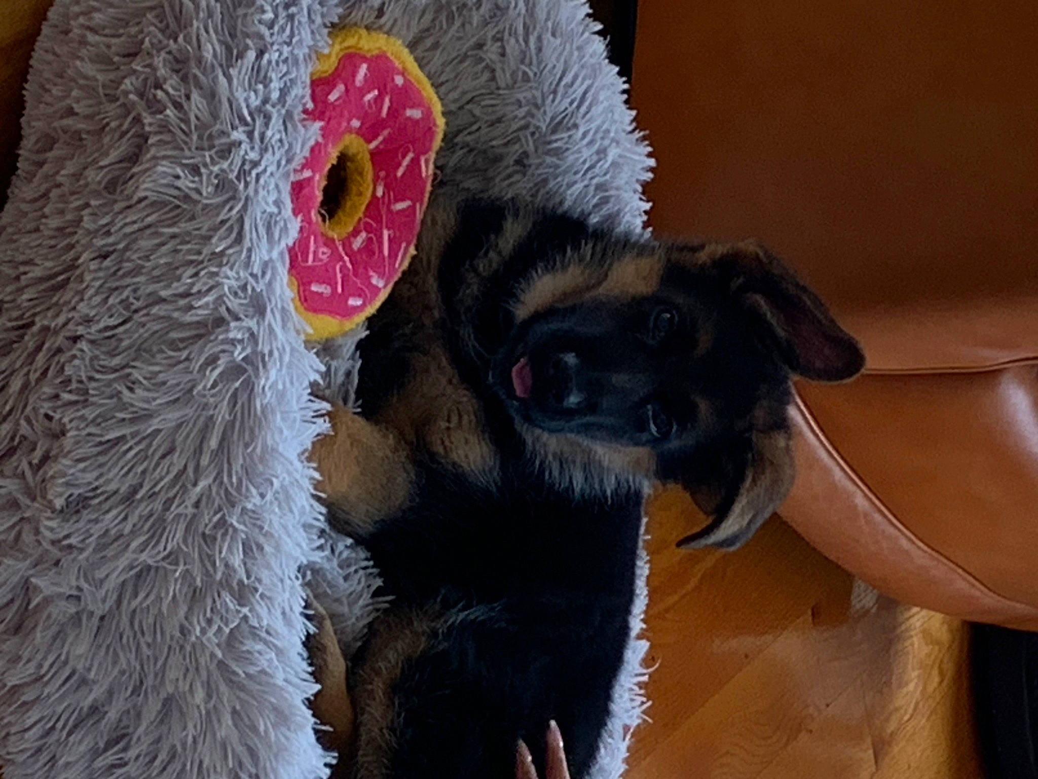 Sammie is registered to the contest to win money with this photo: beak, claw, feather, flightless_bird, fur, natural_material, paw, primate, snout, tail, terrestrial_animal, vertebrate, whiskers, wildlife, working_animal