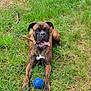 Romulus a rejoint le concours — aidez-le/la à gagner de superbes lots ! blue_ball, boxer, brindle, chewed_toy, close_up, collar, dog, front_legs, grass, happy, lawn, leash, nature, outdoor, panting, pet, playful, sitting, tongue_out, toy