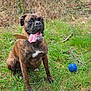 blue_ball, boxer, brindle, canine, collar, dog, drool, ears, field, grass, happy, muzzle, nature, outdoor, panting, pet, playful, sitting, tongue_out, toy