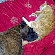 Romulus participe au concours pour gagner de l'argent avec cette photo : bed, blanket, brindle_coat, cat, close_up, cozy, dog, face, floral_pattern, friendship, fur, head, indoor, mattress, orange_tabby, paw, pet_pair, red_bedspread, resting, sleeping