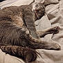 Relou a rejoint le concours — aidez-le/la à gagner de superbes lots ! cat, sleeping, grey_tabby, pet, feline, fur, whiskers, paw, blanket, bed, cozy, relaxing, indoor, rest, cute, animal, domestic, soft, peaceful, napping