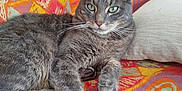 Relou a rejoint le concours — aidez-le/la à gagner de superbes lots ! cat, tabby_cat, pet, animal, feline, indoor, resting, blanket, pillow, colorful, patterned, fur, whiskers, green_eyes, paw, cute, relaxed, cozy, home, stretching