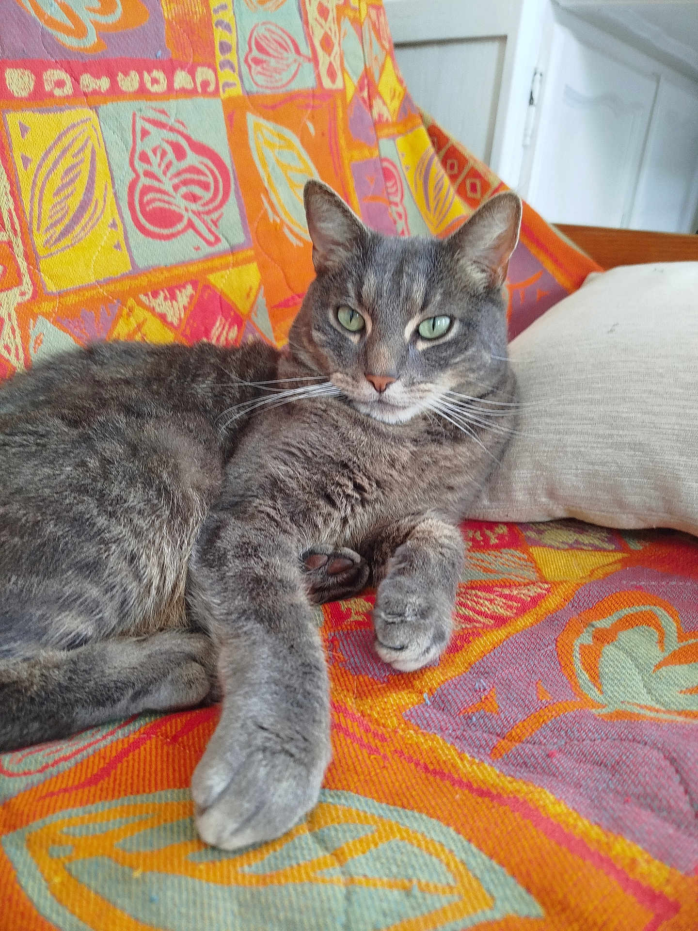 Relou a rejoint le concours — aidez-le/la à gagner de superbes lots ! cat, tabby_cat, pet, animal, feline, indoor, resting, blanket, pillow, colorful, patterned, fur, whiskers, green_eyes, paw, cute, relaxed, cozy, home, stretching