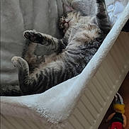 Relou participe au concours pour gagner de l'argent avec cette photo : cat, tabby, sleeping, hammock, fluffy, paws, indoor, cozy, radiator, plush, blue, fur, relaxed, pet, home, wooden_floor, toy, doll, stretched, resting