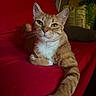 éco participe au concours pour gagner de l'argent avec cette photo : cat, orange_tabby, pet, feline, animal, portrait, close_up, sitting, lounging, paw, whiskers, ears, striped_fur, white_chest, red_couch, indoor, home, cushion, relaxed, camera_facing