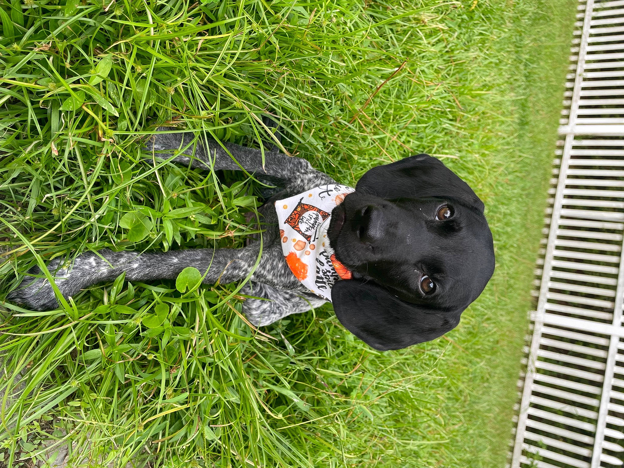 Toby is registered to the contest to win money with this photo: canidae, carnivore, companion_dog, dog, dog_breed, fur, glove, grass, grassland, green, groundcover, guard_dog, hat, personal_protective_equipment, plant, soil, sporting_group, tail, terrestrial_animal, working_animal