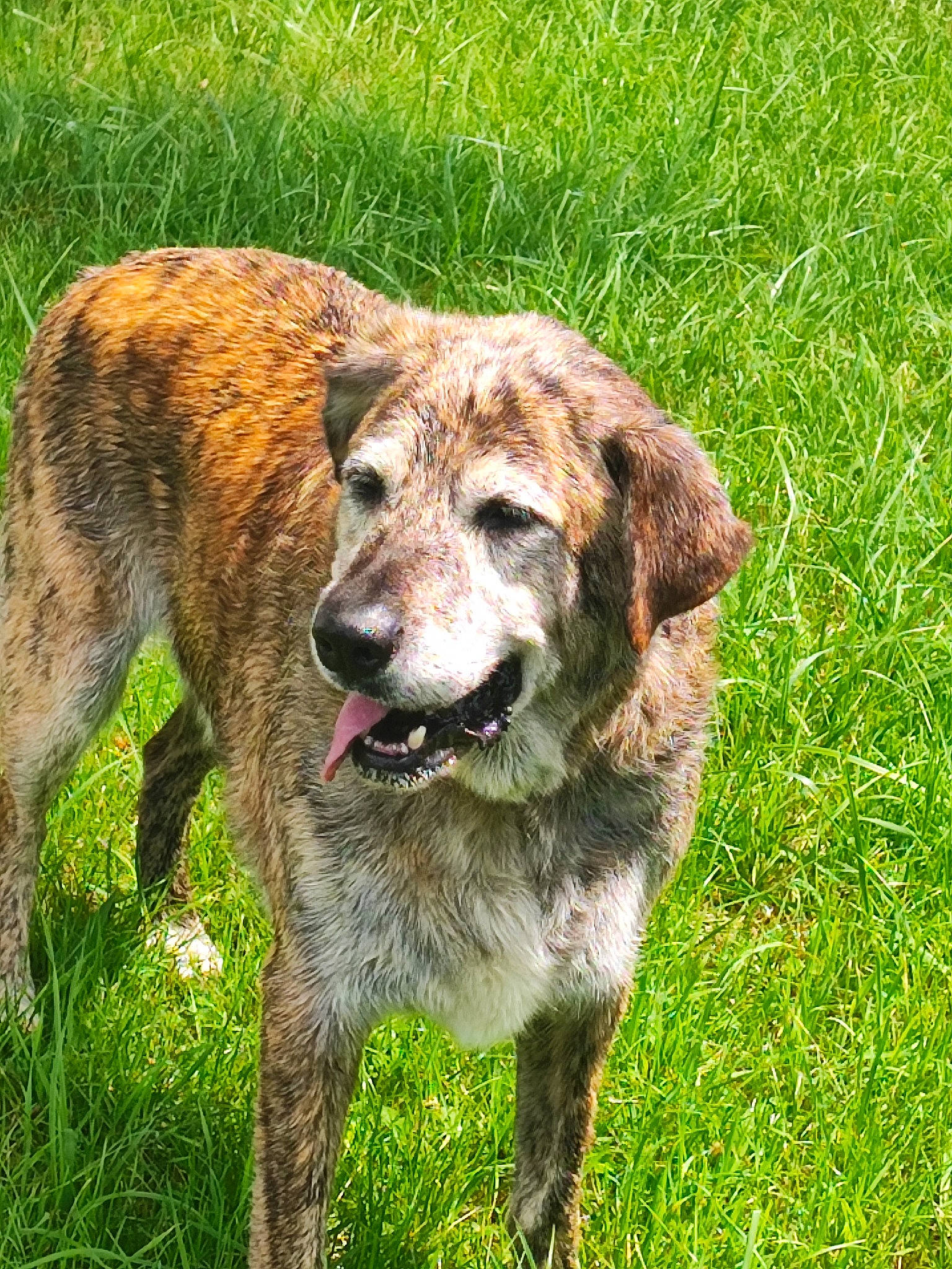 Bobby participe au concours pour gagner de l'argent avec cette photo : canidae, carnivore, companion_dog, dog, dog_breed, fawn, fur, grass, groundcover, hunting_dog, plant, reef, snout, sporting_group, tail, terrestrial_animal, whiskers, wildlife, working_animal, working_dog