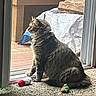 Tara is registered to the contest to win money with this photo: cat, fluffy_cat, gray_cat, long_hair, feline, sitting, indoors, doorway, window, carpet, wooden_deck, outdoor_view, cat_toys, pet_toy, collar, whiskers, ears, profile, home, daylight