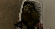 Tara is registered to the contest to win money with this photo: cat, long_hair, fluffy, furry, pet, animal, laundry_basket, clothing, hamper, indoors, hallway, carpet, wall, door, light_switch, sitting, crouching, wide_eyes, portrait, low_light