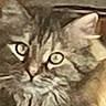 Tara joined the competition — help win amazing prizes! cat, tabby, fluffy, fur, whiskers, green_eyes, animal, pet, portrait, close_up, staring, alert, long_hair, muzzle, ears, indoor, warm_lighting, blurry_background, photography, cute