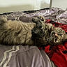 cat, pet, animal, fluffy, long_hair, tabby, lying_down, upside_down, face, eyes, whiskers, ears, paws, bed, bedding, blanket, bedroom, indoors, relaxed, portrait