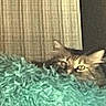 cat, tabby, feline, pet, animal, face, eyes, ears, whiskers, fur, brown_fur, striped_fur, lying_down, resting, blanket, fluffy_blanket, cozy, indoors, couch, portrait