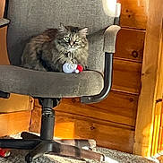 Tara is registered to the contest to win money with this photo: cat, fluffy_cat, long_hair, feline, pet, animal, sitting, office_chair, toy, stuffed_toy, wooden_room, wood_panelling, indoor, home, carpet, furniture, warm_lighting, sunlight, portrait, alert