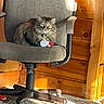 cat, fluffy_cat, long_hair, feline, pet, animal, sitting, office_chair, toy, stuffed_toy, wooden_room, wood_panelling, indoor, home, carpet, furniture, warm_lighting, sunlight, portrait, alert