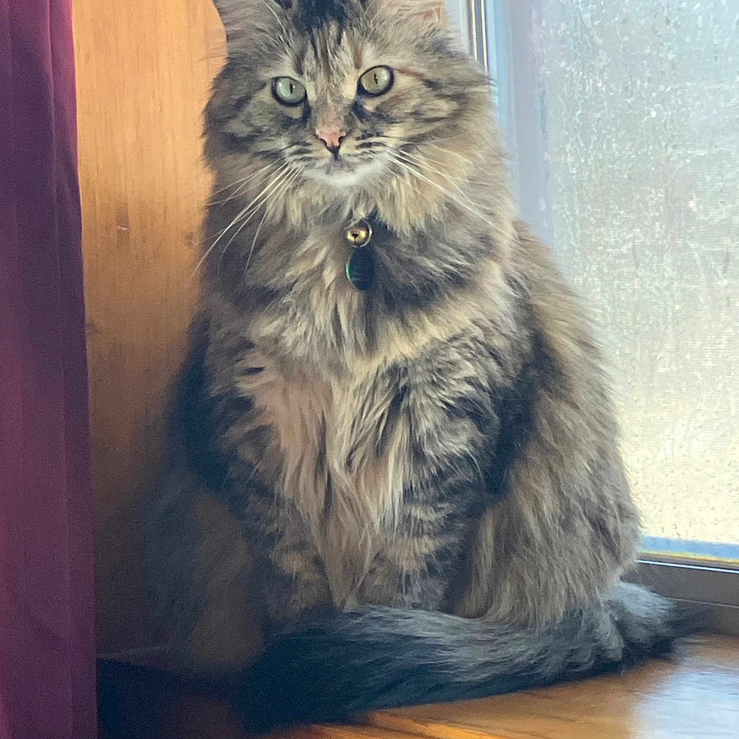 Tara is registered to the contest to win money with this photo: cat, tabby, fluffy, long_hair, pet, animal, sitting, windowsill, window, indoors, portrait, collar, bell, whiskers, green_eyes, fur, wood, curtain, natural_light, looking_at_camera