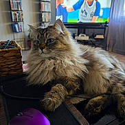 Emmitt joined the competition — help win amazing prizes! cat, fluffy, laptop, mouse, desk, living_room, television, electronics, furniture, indoor, pet, cozy, relaxation, computer_accessory, basket, cord, screen, curtains, floor, wood