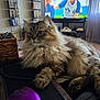 cat, fluffy, laptop, mouse, desk, living_room, television, electronics, furniture, indoor, pet, cozy, relaxation, computer_accessory, basket, cord, screen, curtains, floor, wood