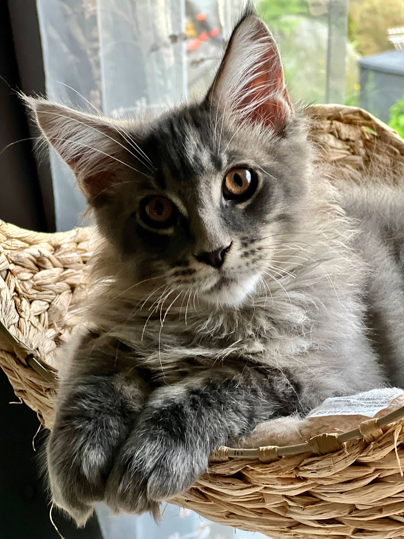 Karma a rejoint le concours — aidez-le/la à gagner de superbes lots ! carnivore, cat, cat_supply, claw, domestic_short_haired_cat, fawn, felidae, fur, paw, small_to_medium_sized_cats, snout, tail, terrestrial_animal, whiskers, window, wood