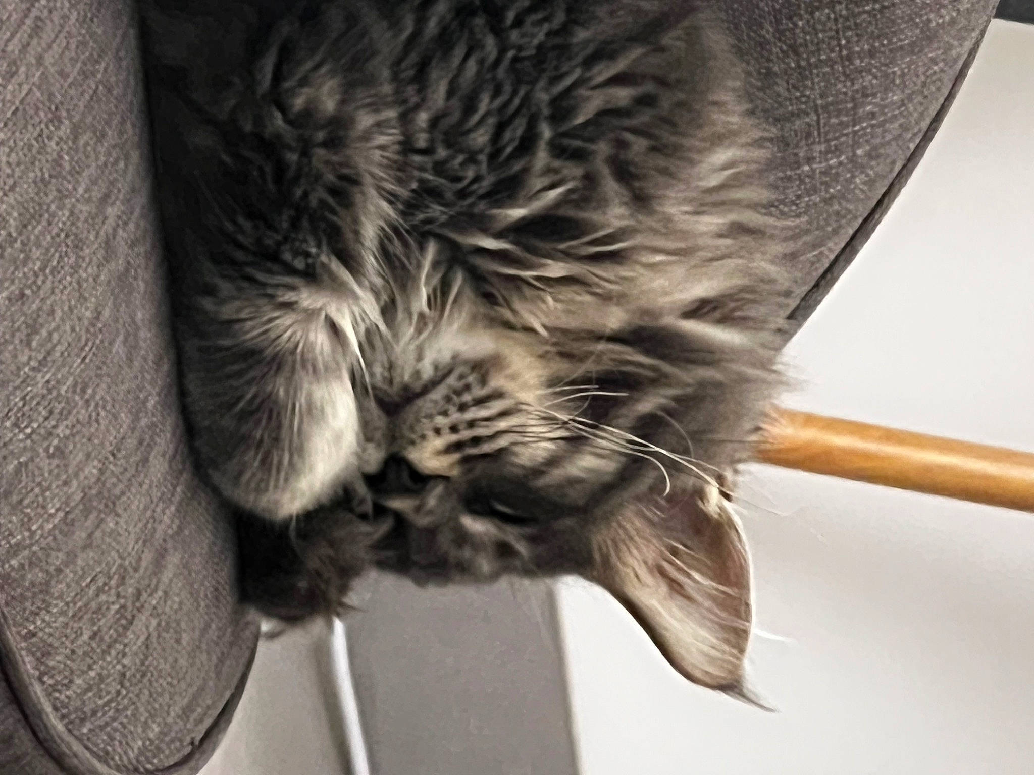 Karma participe au concours pour gagner de l'argent avec cette photo : art, carnivore, cat, claw, comfort, domestic_short_haired_cat, feather, felidae, fur, gesture, grey, monochrome, monochrome_photography, paw, small_to_medium_sized_cats, snout, tail, terrestrial_animal, whiskers, wing