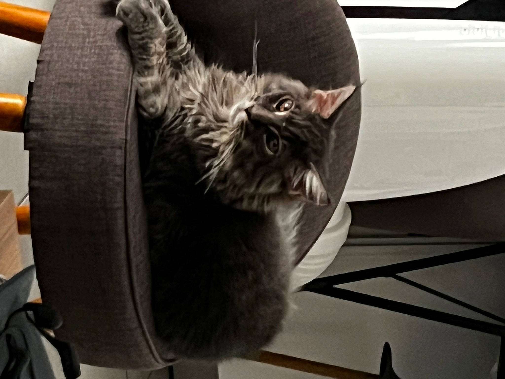 Karma a rejoint le concours — aidez-le/la à gagner de superbes lots ! automotive_tire, automotive_wheel_system, bag, black_cat, canidae, carnivore, cat, comfort, domestic_short_haired_cat, felidae, fur, grey, rim, small_to_medium_sized_cats, snout, sporting_group, tail, tire, whiskers, wood