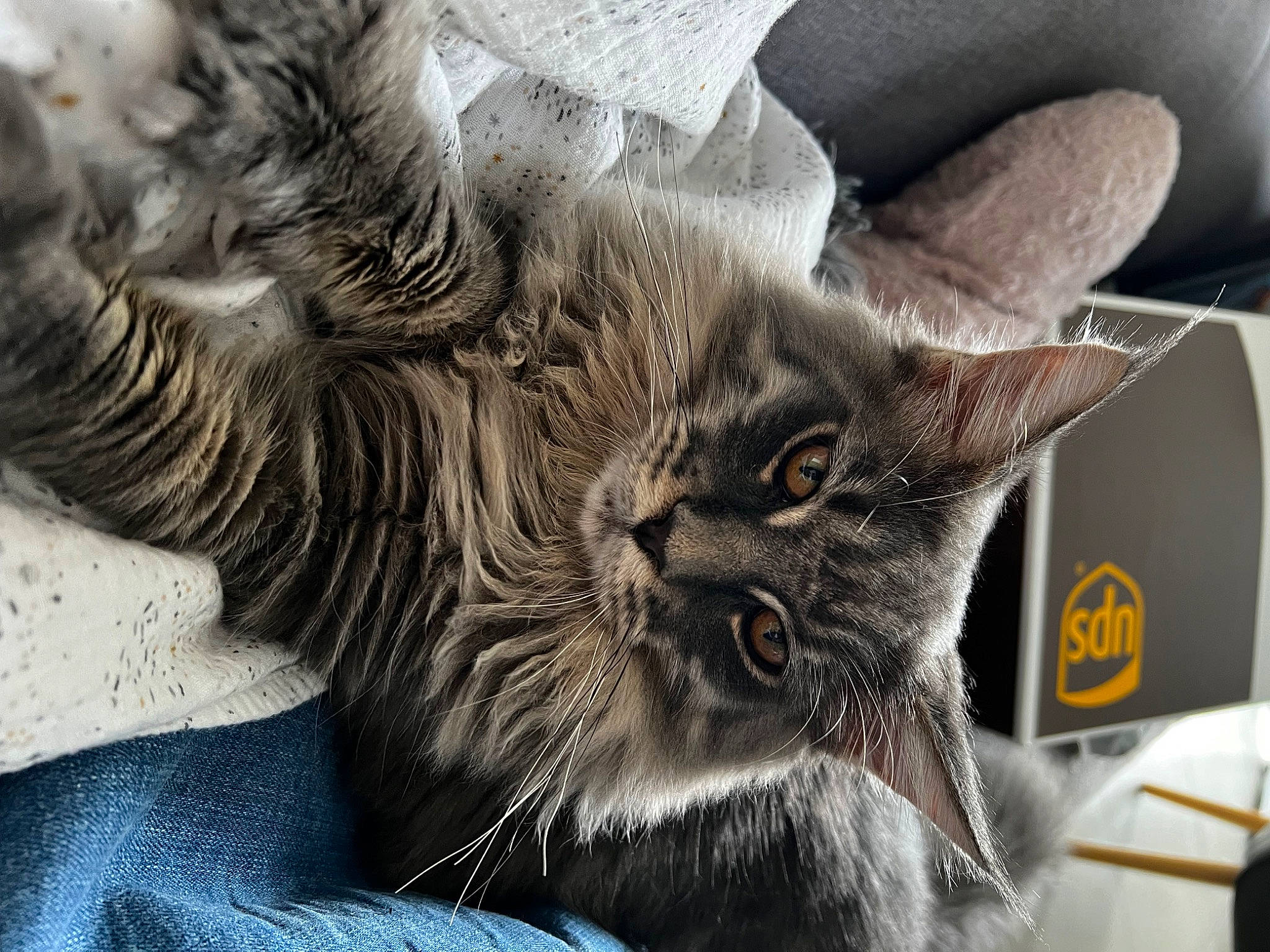 Karma participe au concours pour gagner de l'argent avec cette photo : carnivore, cat, claw, comfort, domestic_short_haired_cat, felidae, fur, grey, paw, photography, plant, small_to_medium_sized_cats, snout, terrestrial_animal, whiskers