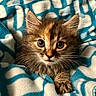 kitten, cat, animal, pet, feline, fur, whiskers, ears, eyes, blanket, blue, white, pattern, cute, cozy, soft, closeup, portrait, indoor, young