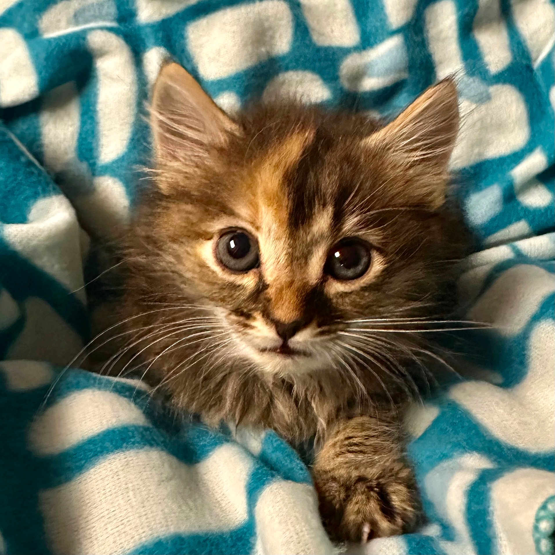 Sophia joined the competition — help win amazing prizes! kitten, cat, animal, pet, feline, fur, whiskers, ears, eyes, blanket, blue, white, pattern, cute, cozy, soft, closeup, portrait, indoor, young