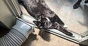Skunk And Eeyore joined the competition — help win amazing prizes! animal, black_and_white_cat, carpet, cat, concrete_floor, dog_paw, domestic, doorway, fur, indoor, outdoor, pet, plastic_container, relaxed, shadow, stretching, sunlight, vent_pipe, whiskers, yellow_bandana