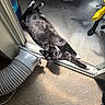animal, black_and_white_cat, carpet, cat, concrete_floor, dog_paw, domestic, doorway, fur, indoor, outdoor, pet, plastic_container, relaxed, shadow, stretching, sunlight, vent_pipe, whiskers, yellow_bandana
