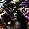 Skunk And Eeyore is registered to the contest to win money with this photo: animal, bed, black_and_white, blanket, cat, cats, closeup, colorful, companions, cozy, feline, fur, indoor, pets, quilt, relaxing, resting, sleeping, sunlight, whiskers