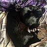 Skunk And Eeyore is registered to the contest to win money with this photo: animal, black_cat, blanket, cat, companion, cozy, curled_up, cute, feline, fur, indoor, nap, pet, plaid, relaxing, resting, sleeping, soft, warm, whiskers